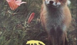 狐狸和我在线观看,一场跨越物种的深情邂逅